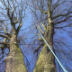 demontage-arbre-dieppe-0002.jpg